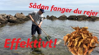 Sådan fanger du fjordrejer