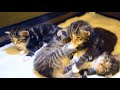 the fargo kittens evening routines ッ