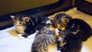 The Fargo kittens: evening routines ッ