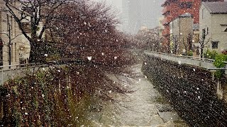 2020-03-14 東京下雪的白色情人節