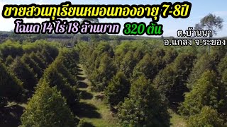 Ep.134 ขายสวนทุเรียนหมอนทองอายุ 7-8ปี 320 ต้น โฉนด 14 ไร่ ขาย 18 ล้านบาท 0890986866 หนู