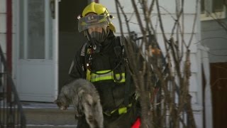 RAW: Firefighters retrieve cat from Winnipeg house fire