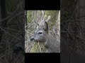 roe deer spotting highlights 2024 roedeer roebuck deersighting deerhunting wildlifephotoghraphy