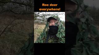 Roe deer spotting highlights 2024 #roedeer #roebuck #deersighting #deerhunting #wildlifephotoghraphy