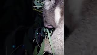 【天王寺動物園】アーク父ちゃんお迎えタイム！181120