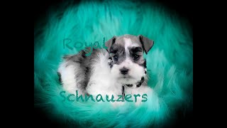 Royal Schnauzers Toy Males