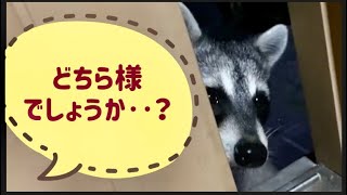 【アライグマ】玄関を開けていつもの猫さんかと思いきや‥タヌキ？アライグマ？