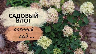 Осенний сад, розы и грибы на участке, японский уголок #обзорсада #осеннийсад