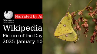 Wikipedia Picture of the Day: 2025-01-10 - Colias croceus (Narrated by Brian)