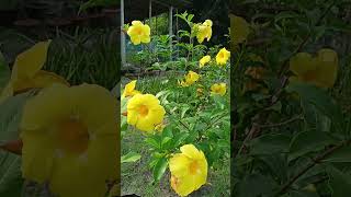 “অলকানন্দা ফুল” | Allamanda | #beautyofnature | #nature | @shuvoMvlogs