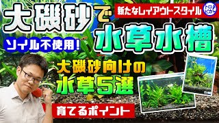 【新たなスタイル】大磯砂で水草水槽！？大磯砂向けの水草5選とその理由