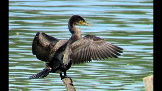 762. Kormorán velký, Great Cormorant, Kormoran, Большой баклан, Kormoran zwyczajny