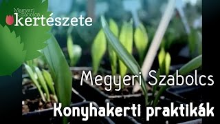 Konyhakerti praktikák: tea otthon termelt mentából - Megyeri Szabolcs Kertészet