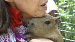 Cuddling Adorable Baby Capybara  愛らしい赤ちゃんカピバラを抱きしめる