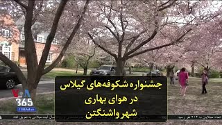 جشنواره شکوفه‌های گیلاس در هوای بهاری شهر واشنگتن