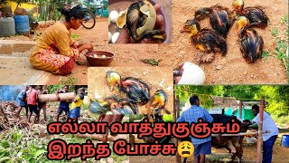 🦆மனிலா வாத்து குஞ்சு 🐥எல்லாம் இறந்து😓 போச்சு duck update part 2/  worst ever 😭