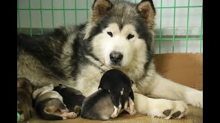 太煎熬！超过预产期四天的阿拉斯加终于出生了!\\It was suffering! Malamutes puppies had been born 4 days later than due day.