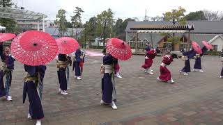 4K　栗津おすえべ花吹雪　東海支部　長久手で舞ッチャイナ祭　2024年3月24日　長久手中央2号公園　#栗津おすえべ花吹雪東海支部　#長久手で舞ッチャイナ祭