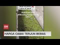 Harga Terjun Bebas, Pedagang Buang Setengah Ton Cabai Rawit ke Selokan