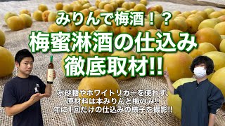 みりんで漬け込んだ梅酒！？仕込みの様子を徹底取材【梅蜜淋酒／九重味淋】