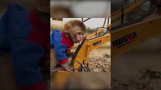 Baby monkey KiKi goes to the farm #shorts #kudoanimal