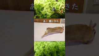 うさぎサイコロ71　デリケートなんだから