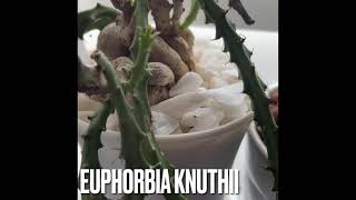 162: CactiOnWhite Shorts: Quick Euphorbia Knuthii Update #shorts