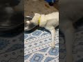 老犬の横着な水の飲み方