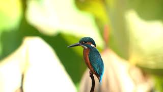 デジスコ 野鳥 2020.11上旬　カワセミ　(Common kingfisher)