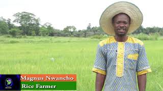 IFAD - VCDP: Ebonyi State Dry Season #Rice Production | Sabi-Agrik