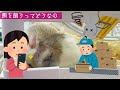 ボールパイソン ヤワゲネズミをお迎えしました　ボールパイソン 飼育 初心者　african soft furred rats