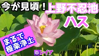 🌼【上野不忍池の蓮】今が旬❗蓮とスピリチュアル・弁天堂