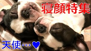 鼻ぺちゃ犬コンビの寝顔が可愛くて癒される【フレンチブルドッグとボストンテリア】