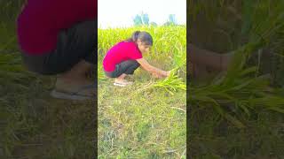 Kisan life 🌱 #farming #shortvideo 🌱