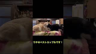 【猫カップル】ほっぺたくっつけてラブラブ#shorts