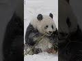 pandas play in the snow