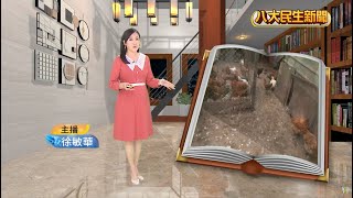 缺蛋又逢漲價 全台掀養雞潮 |【週日新視角】| 20230305 @gtvnews27