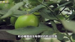 种蔬菜病虫害防治有哪些环保方法？这些效果就挺好，家庭种菜必备