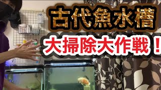 【水槽掃除】古代魚メンテナンス