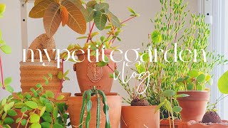 Cozy Late Autumn Plant Vlog︱Plants Unboxing & Chores