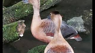 Itik yang pandai menyanyi. The singing duck. Itik belibis yang comel di Zoo Taiping