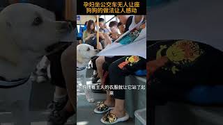 孕妇坐公交车无人让座  狗狗的做法让人感动