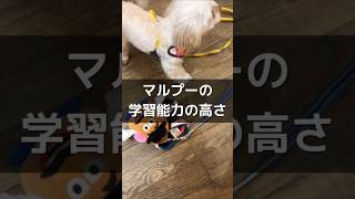 【マルプー】課題発見力・課題解決力 #もふもふ #小犬