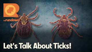 Debunking Myths on Ticks | The Rundown