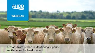 Lessons from Ireland in identifying superior suckler cows for herd success