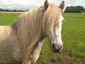 scottish highland pony