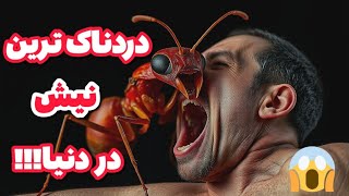 هولناک ترین نیش در دنیا مربوط به کدام حشره است؟! آنچه که باید در مورد مورچه گلوله زن بدانید!