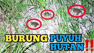 Berburu burung puyuh di mallam harii‼️hasil tak terduga😲