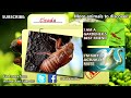 cicada facts the sounds of summer animal fact files