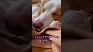 【ボーダーコリー】寝てても犬の嗅覚は人間の1万倍⁉︎ #shorts